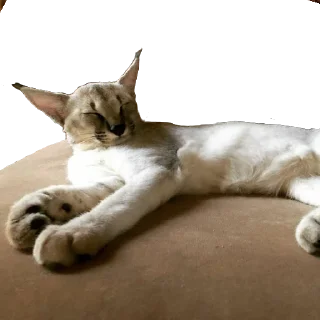 😴