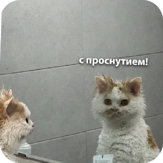 теряйся @cute_enot_art