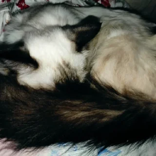 😴