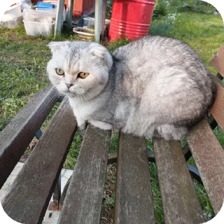 🐱
