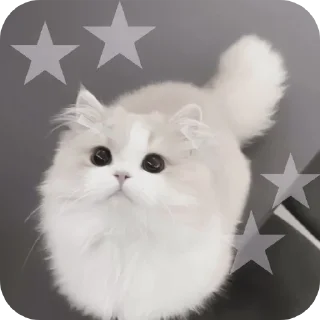 🐱