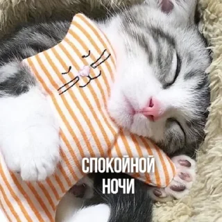💤