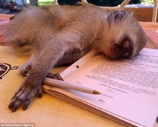 🐒