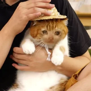 🥺