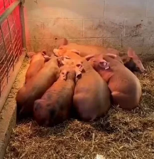 🐷