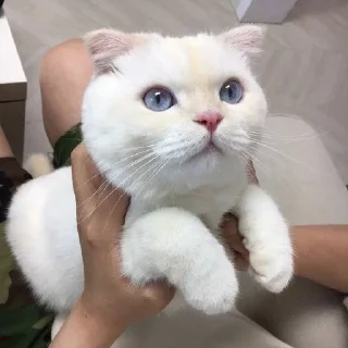 🐱