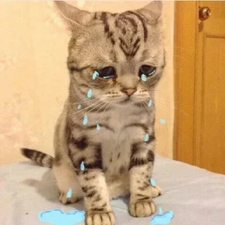 🐱