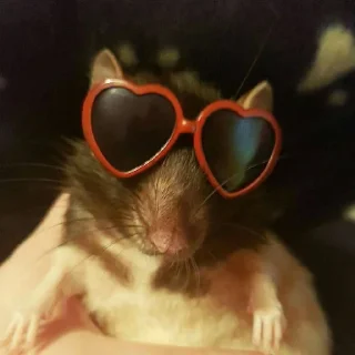 😎