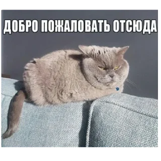 😺