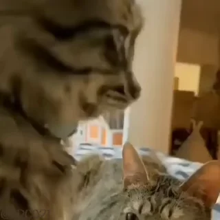 😳