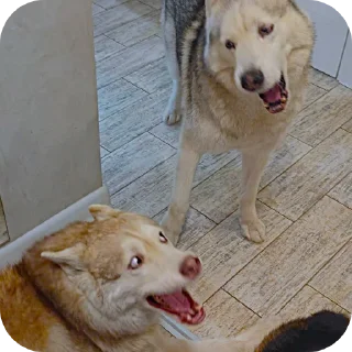🐶