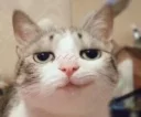 😼