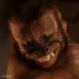 🐾