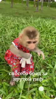 🌟