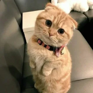 😺