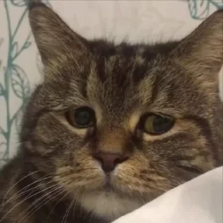 🥺