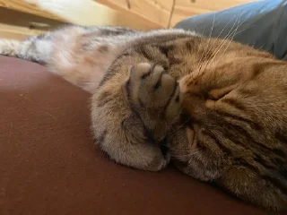 🌟