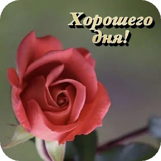 🌸