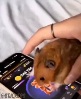 🐹