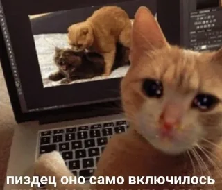 🙀