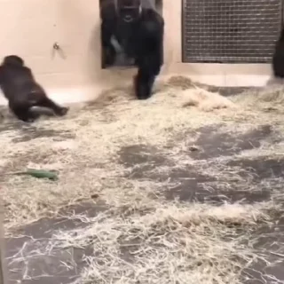 🦧