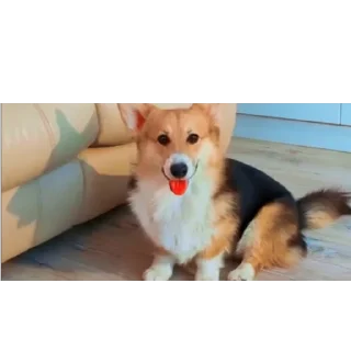 🐶