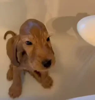 🚿