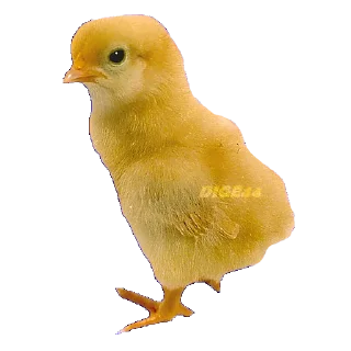 🐤