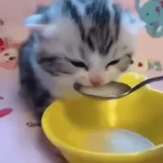 🐱