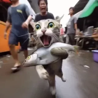🐟