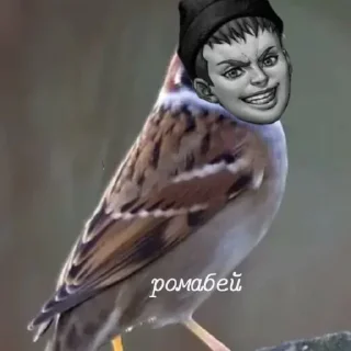 ✨