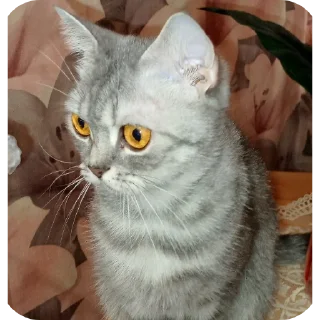 🐱