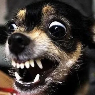 🐶