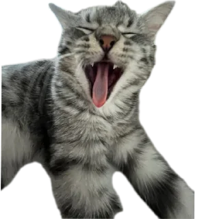 🐱