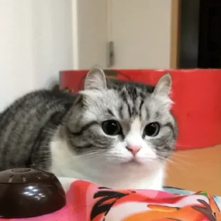 😡