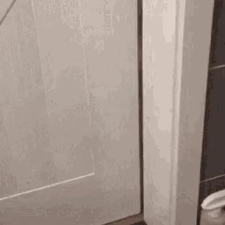 🐱