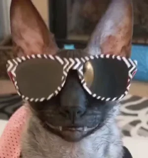 🤩