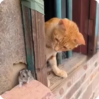 👻