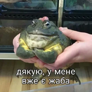🐸