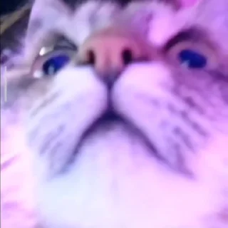 😺