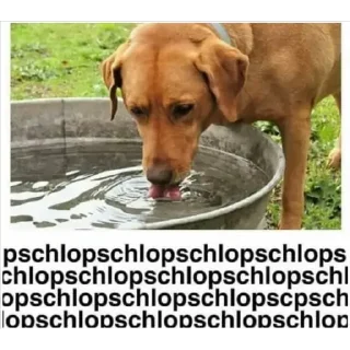 🥣