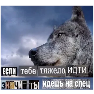 🐺