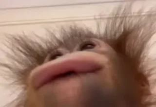 🐒