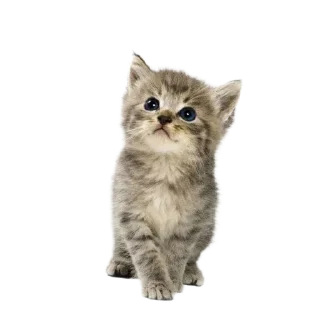 🐱