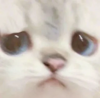 🥺