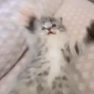 🐾