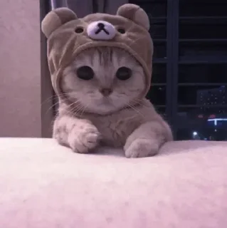 🐾