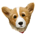 🐶