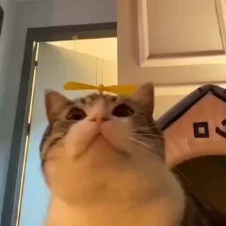 🐈