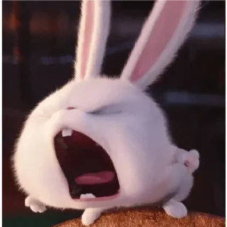 🐰